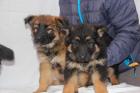 Deutsche Schäferhund Welpen lsth. m. Pap. LIVE-CAM